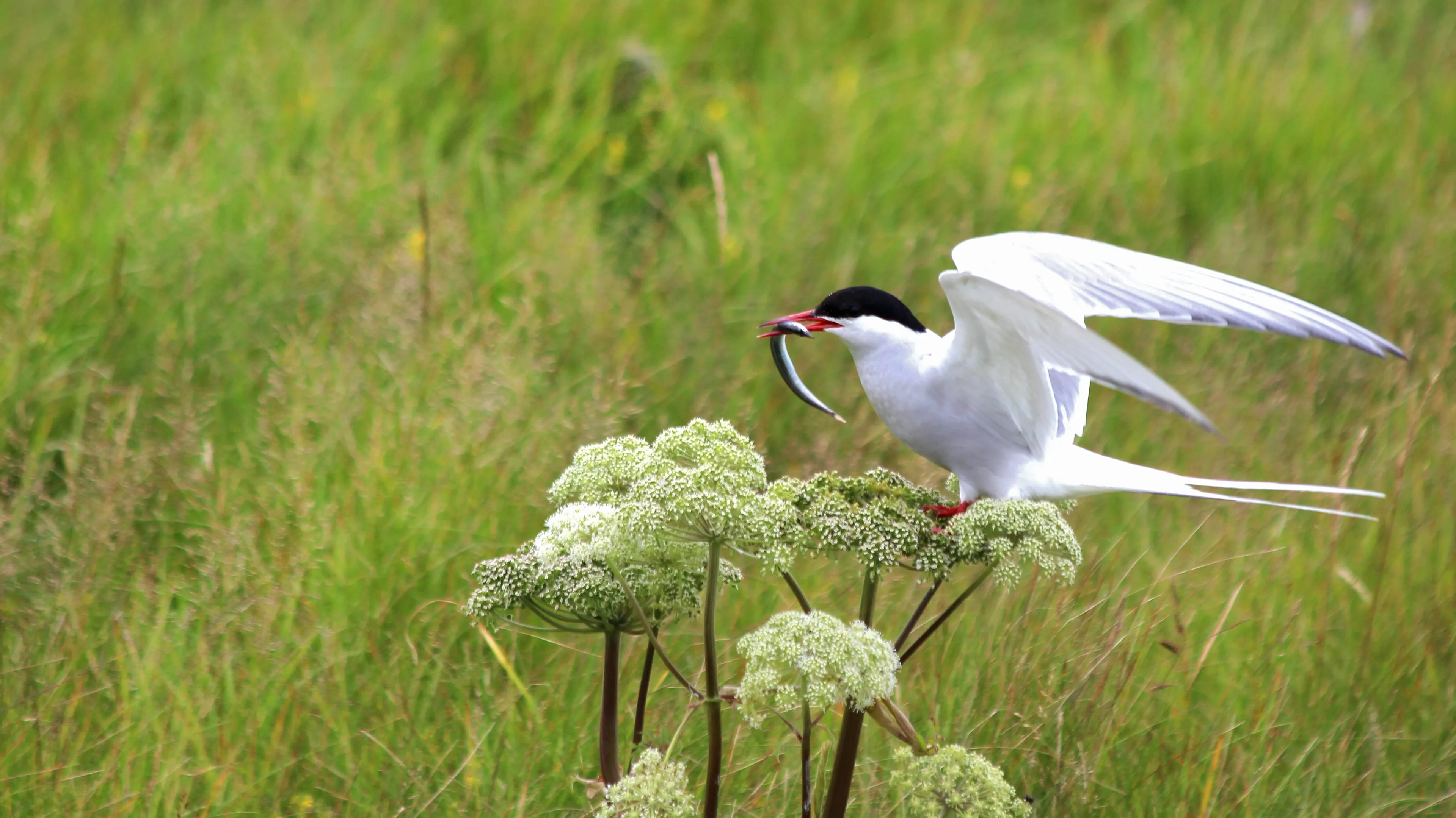 Seeschwalbe Fisch Island