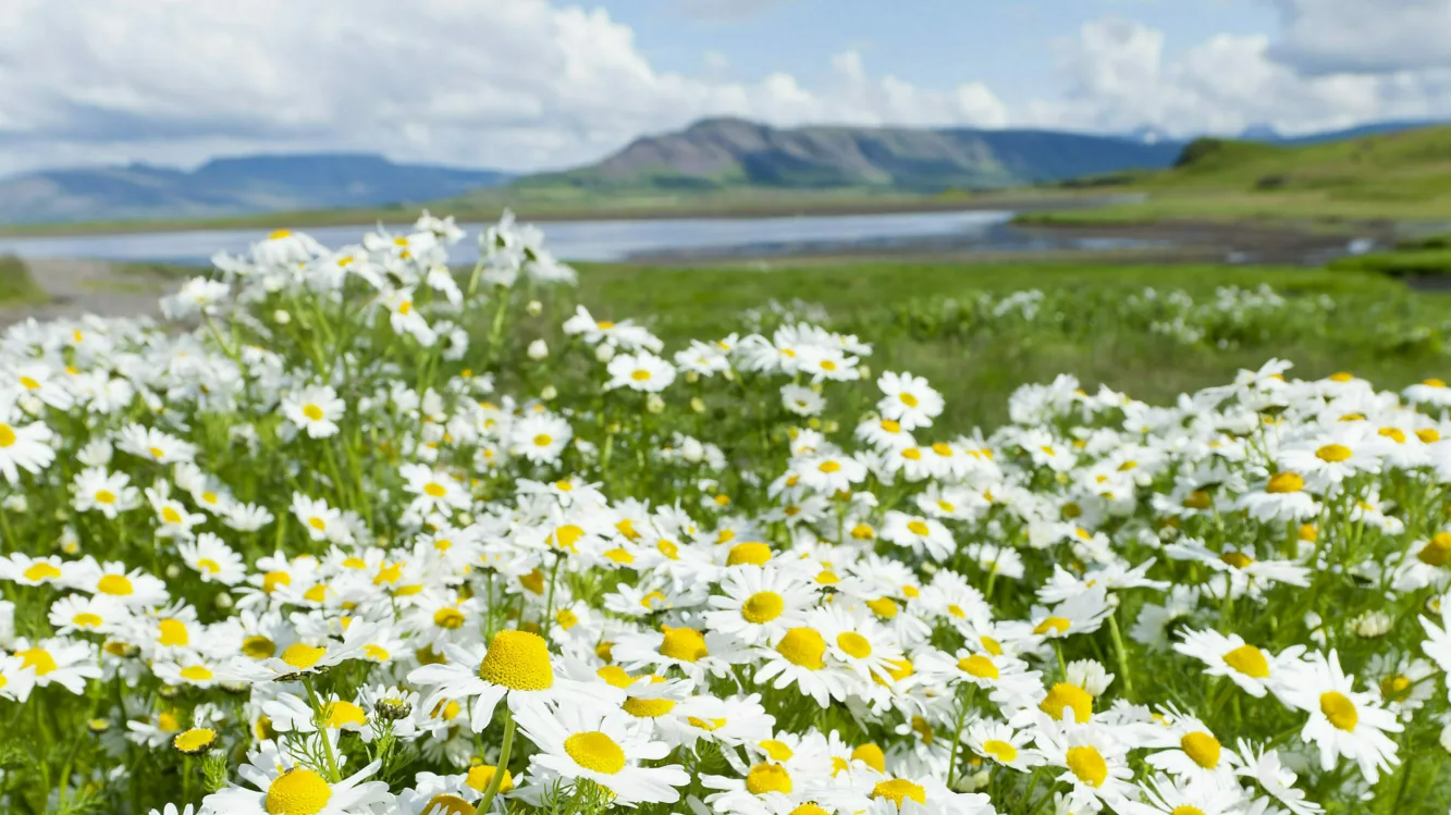Westisland Hvalfjördur Blumen, Foto: Thomas Linkel Westisland Hvalfjördur Blumen, Foto: Thomas Linkel
Im Vordergrund Gänseblumen auf einer Wiese; im Hintergund der Walfjord und Berge zu erkennen.