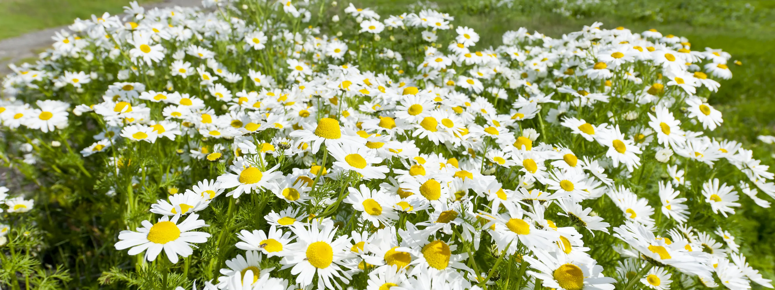 Westisland hvalfjordur walfjord blumen foto thomas linkel