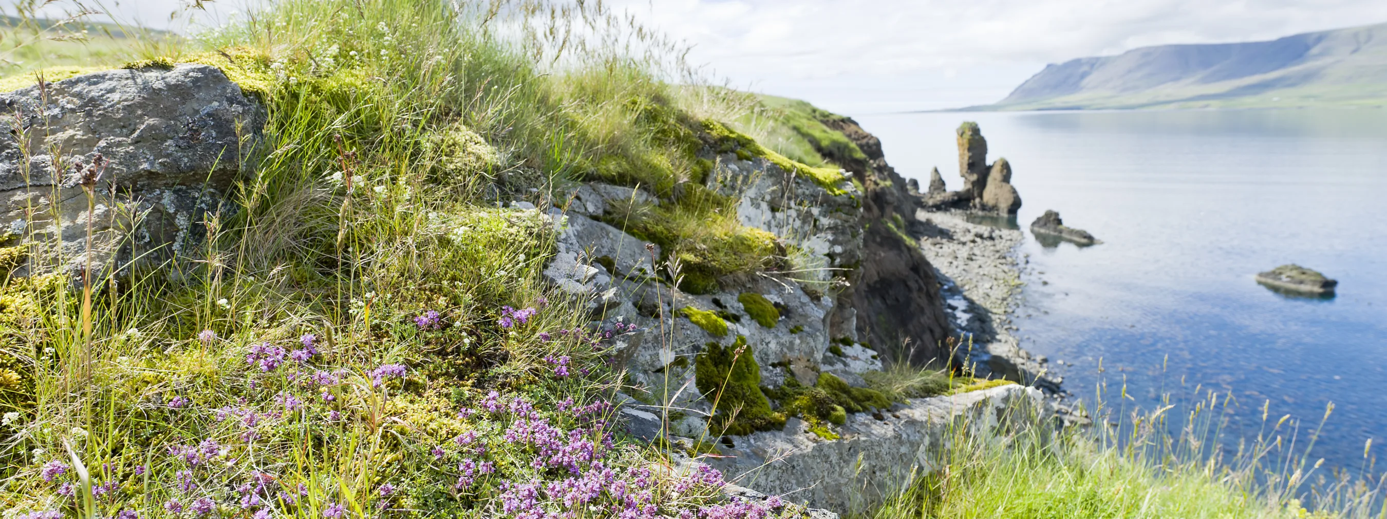 Westisland hvalfjordur walfjord pflanzen foto thomas linkel