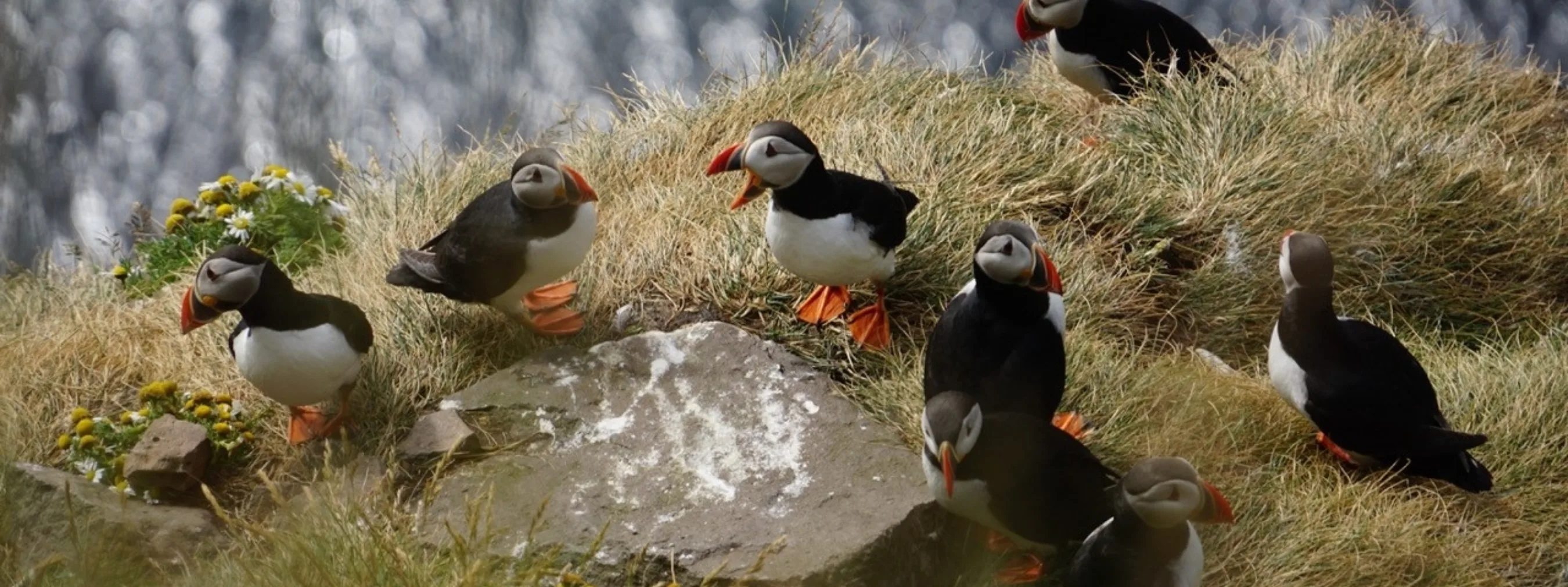 Island Westfjorde Papageitaucher Látrabjarg Jungbluth